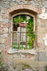 Fototapeta na wymiar Vieille fenêtre sur un mur délabré avec du lierre grimpant