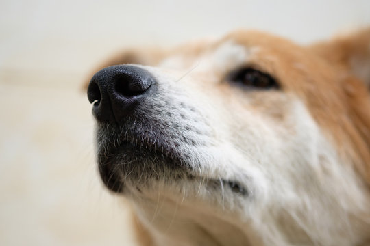 Selective focus at dog nose