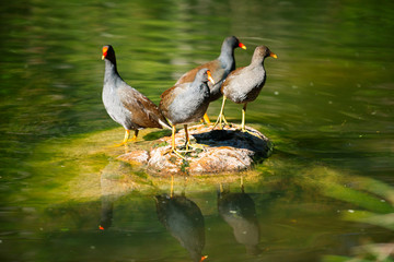 Beautiful Purple Swamphens out in nature during the day
