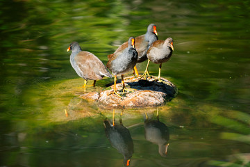 Beautiful Purple Swamphens out in nature during the day