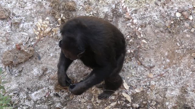 4K. Ultra HD. Chimpanzee sitting on the ground, in the mountains, next to the rocks and in a natural environment. Hot habitat. Chimpanzee looking towards the camera. Nature, animals.