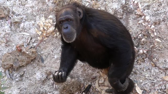 4K. Ultra HD. Chimpanzee sitting on the ground, in the mountains, next to the rocks and in a natural environment. Hot habitat. Chimpanzee looking towards the camera. Nature, animals.