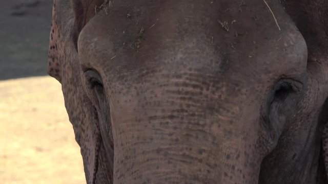 4K. Ultra HD. Beautiful face of elephant close-up. Fangless elephants cool off by herbs in their body. Close up of an African elephant with depigmented skin on the forehead and ears. Elephas maximus.