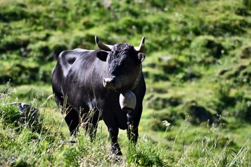 Fototapeta premium Vache noire alpes suisses