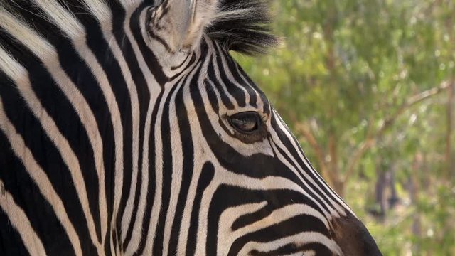 4K. Ultra HD. Zebra's eye close-up. Zebra looking around. Near the camera. South Africa. South African wild animals.