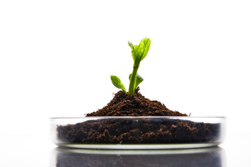 Model plant in a research lab