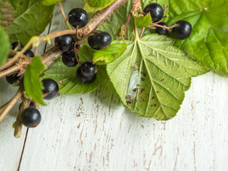 Pests on the leaves of currant. 