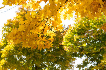 Red and Orange Autumn Leaves Background, Golden autumn in warm colors