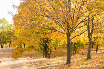 Naklejka premium Red and Orange Autumn Leaves Background, Golden autumn in warm colors