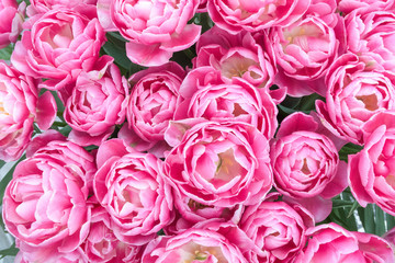 Full-frame of a pink blooming tulips flowers seen from a high angle view