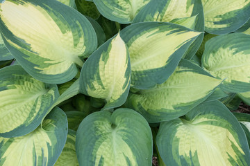 Obraz premium High-angle view of hosta plant leaves in a full-frame image