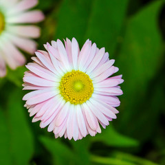 Obraz premium White bellis perennis, common European species of daisy, of the Asteraceae family.