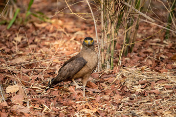 Crested Serpent Eagle (Spilornis cheela) perched on red dead leaves at bandhavgarh national park, madhya pradesh, india