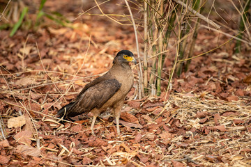 Fototapeta premium Crested Serpent Eagle (Spilornis cheela) perched on red dead leaves at bandhavgarh national park, madhya pradesh, india