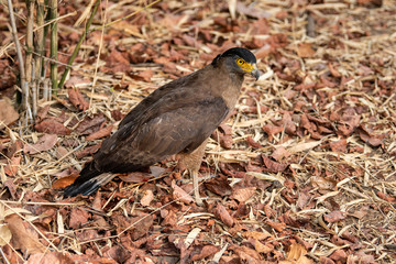 Crested Serpent Eagle (Spilornis cheela) perched on red dead leaves at bandhavgarh national park, madhya pradesh, india