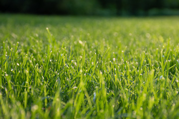 Natural background of blurred bokeh texture, green grass, close up, shallow depth of focus. Fresh beautiful pattern expired by nature, freshness, meadow in the sun at sunset or sunrise