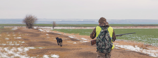 Naklejka premium Hunter with a german drathaar and spaniel, pigeon hunting with dogs in reflective vests 