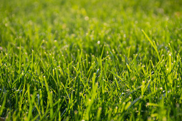 Fototapeta premium Natural background of blurred bokeh texture, green grass, close up, shallow depth of focus. Fresh beautiful pattern expired by nature, freshness, meadow in the sun at sunset or sunrise