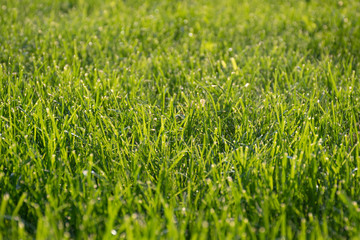 Natural background of blurred bokeh texture, green grass, close up, shallow depth of focus. Fresh beautiful pattern expired by nature, freshness, meadow in the sun at sunset or sunrise