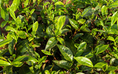 tea leafs at tea garden of western ghat