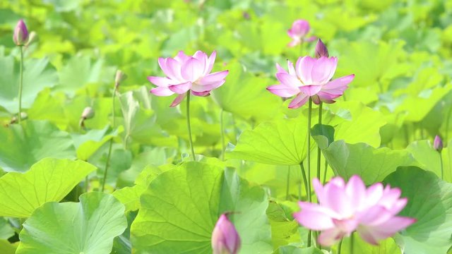 ハスの花畑