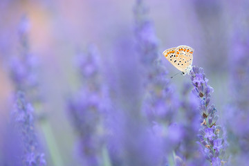 Butterfly resting on a lavender flower in a lavender flower flield