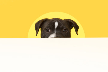 Stafford puppy peaking over a white edge on a yellow background