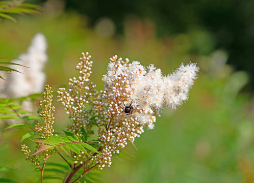Bl&uuml;hende Prachtspiere, Astilbe