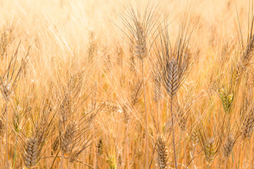 Full frame image of golden grain wheat plants ripe for harvesting