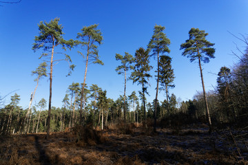 lonely pine trees in the winter forest and blue sky without clouds