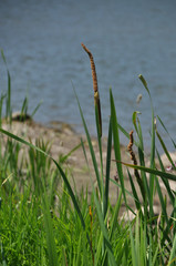 Flowering typha (reedmace, bulrush, reed, cattail) closeup.