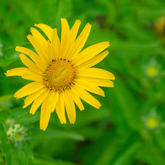 Nice and beautiful Yellow color flowers ornamental plants and full of green leaves in a garden