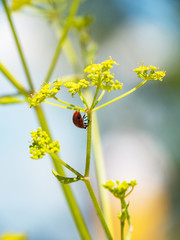 Ladybug on the stem of the plant.