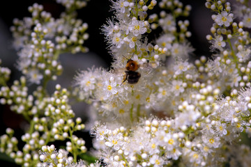 A bumblebee sits on white small flowers.