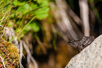 Frog on a stone