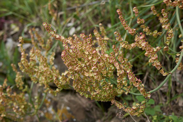Rumex acetosa plant