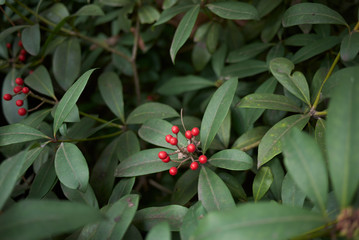 Skimmia japonica shrub