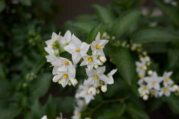 Solanum laxum