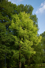 Fototapeta premium Taxodium distichum fresh foliage.