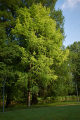 Fototapeta premium Taxodium distichum fresh foliage.