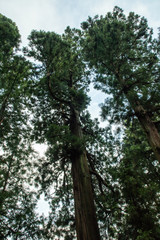 Fototapeta premium 杉林と空