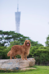 Cute golden retriever standing on the stone in the park