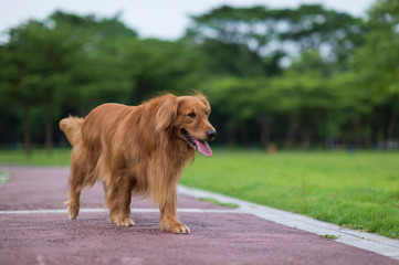 Cute golden retriever playing in the park grass