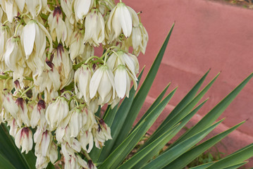 Yucca aloifolia in bloom