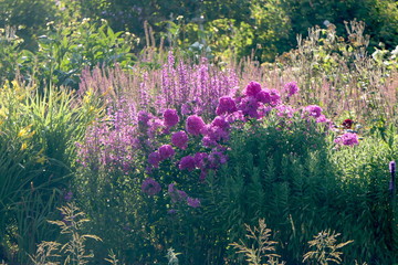 Staudenbeet mit rosa blüten