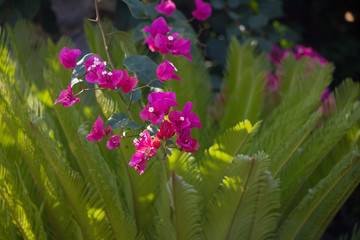 Obraz premium flowers