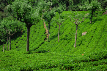 Fototapeta na wymiar Tea gardens in the foothills of western ghat