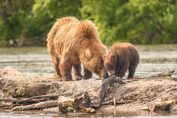 Obraz premium Ruling the landscape, brown bears of Kamchatka (Ursus arctos beringianus)