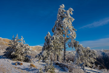 high snowbound pine tree in the winter mountain valley