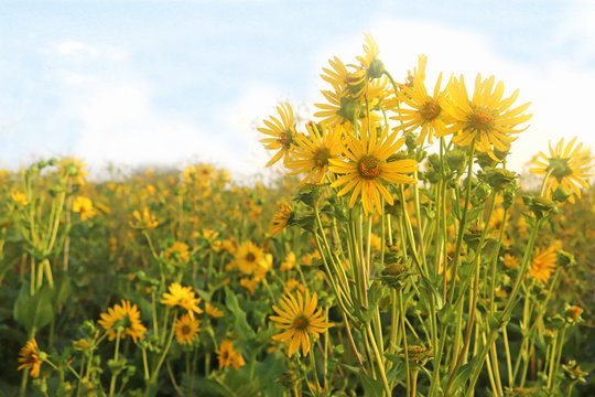 field with yellow blooming mixed silphie